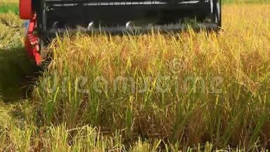 农民在田里用机器收割水稻